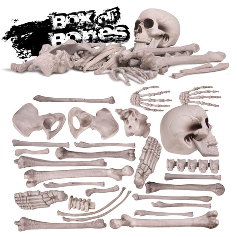 Kangaroo skeleton skull detail adds realistic focal points for graveyard setups.