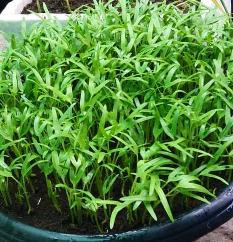 Kangkong seeds soaking before planting to improve germination.