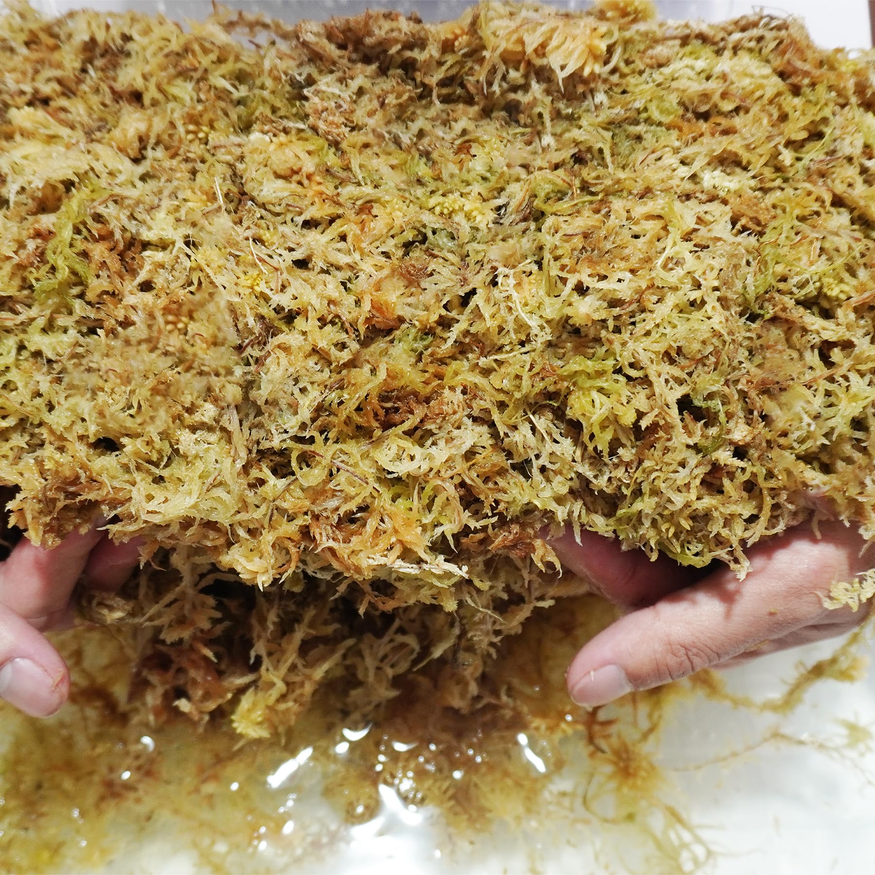 Orchid propagation setup with Kapecute moss supports healthy root growth