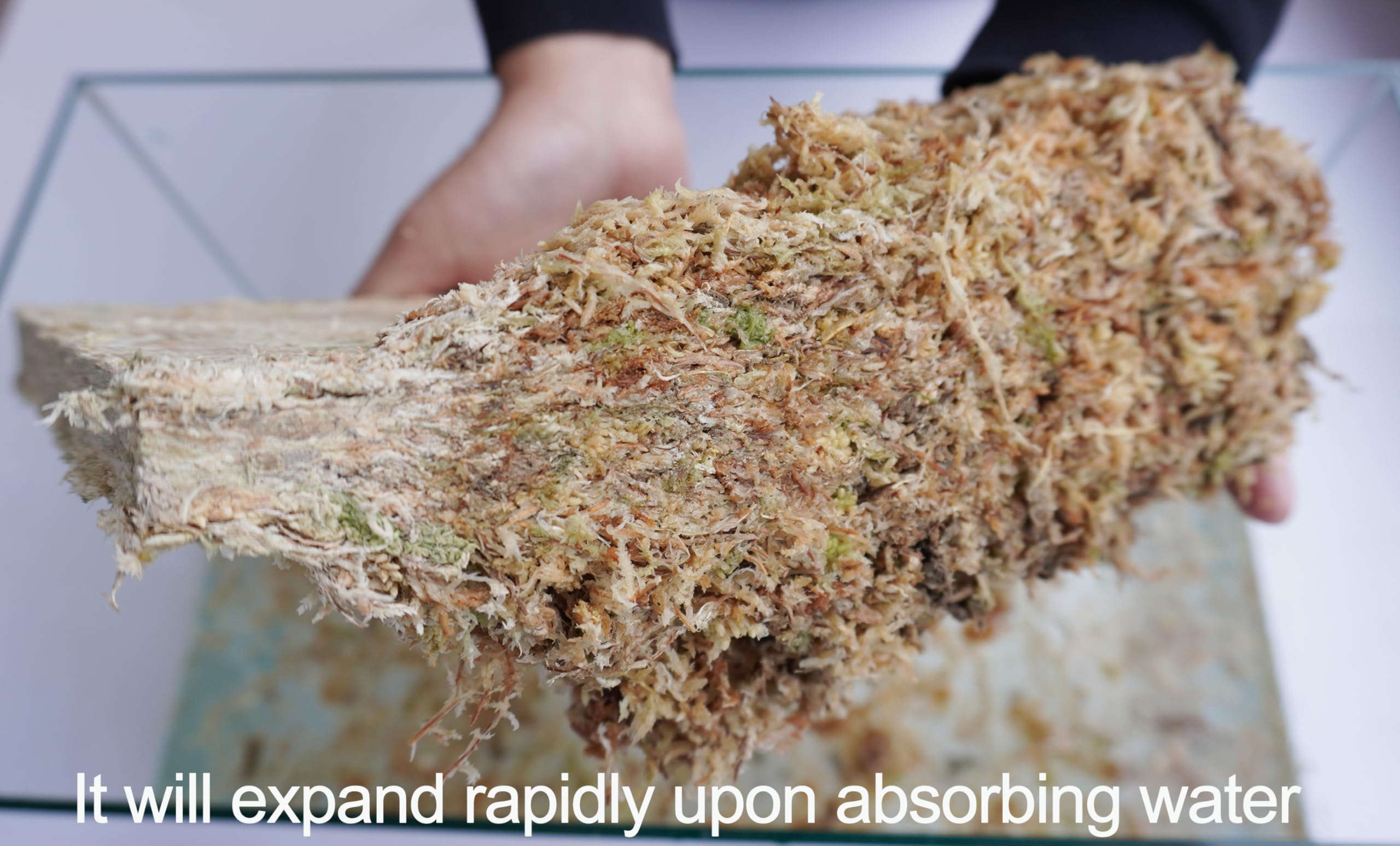 Close-up Kapecute moss texture highlighting natural fibers and earthy aroma