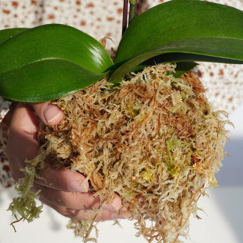 Kapecute sphagnum moss brick after soak appears fluffy for propagation.