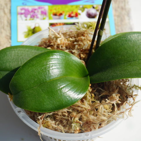 Kapecute moss used for orchid potting mixes to assist moisture management.