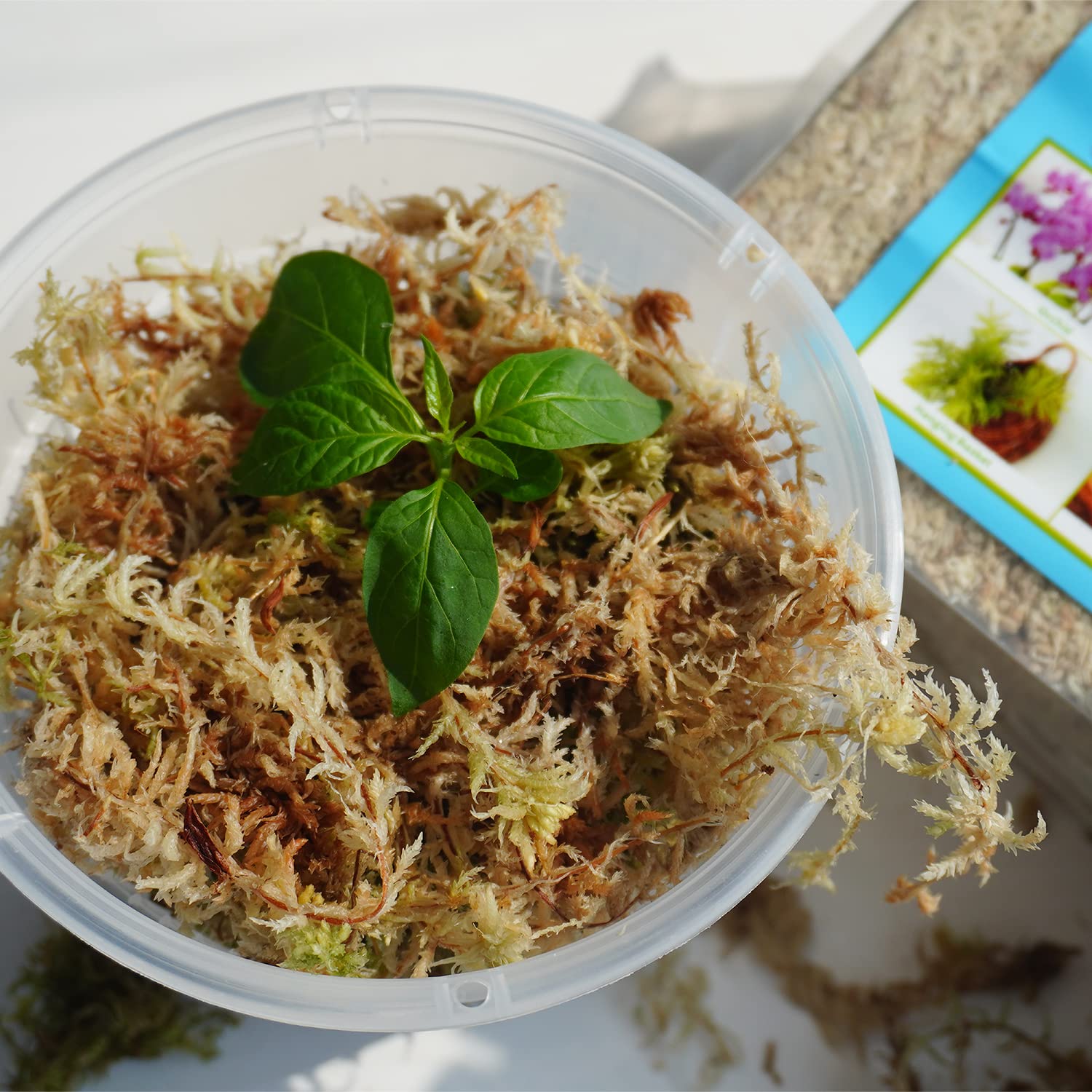 Kapecute Sphagnum Moss used with orchids to support humidity around roots