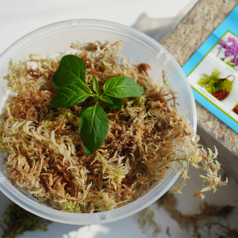 Kapecute Sphagnum Moss used with orchids to support humidity around roots