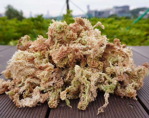 Kapecute Sphagnum Moss soaked fluffy moss ready for potting setup