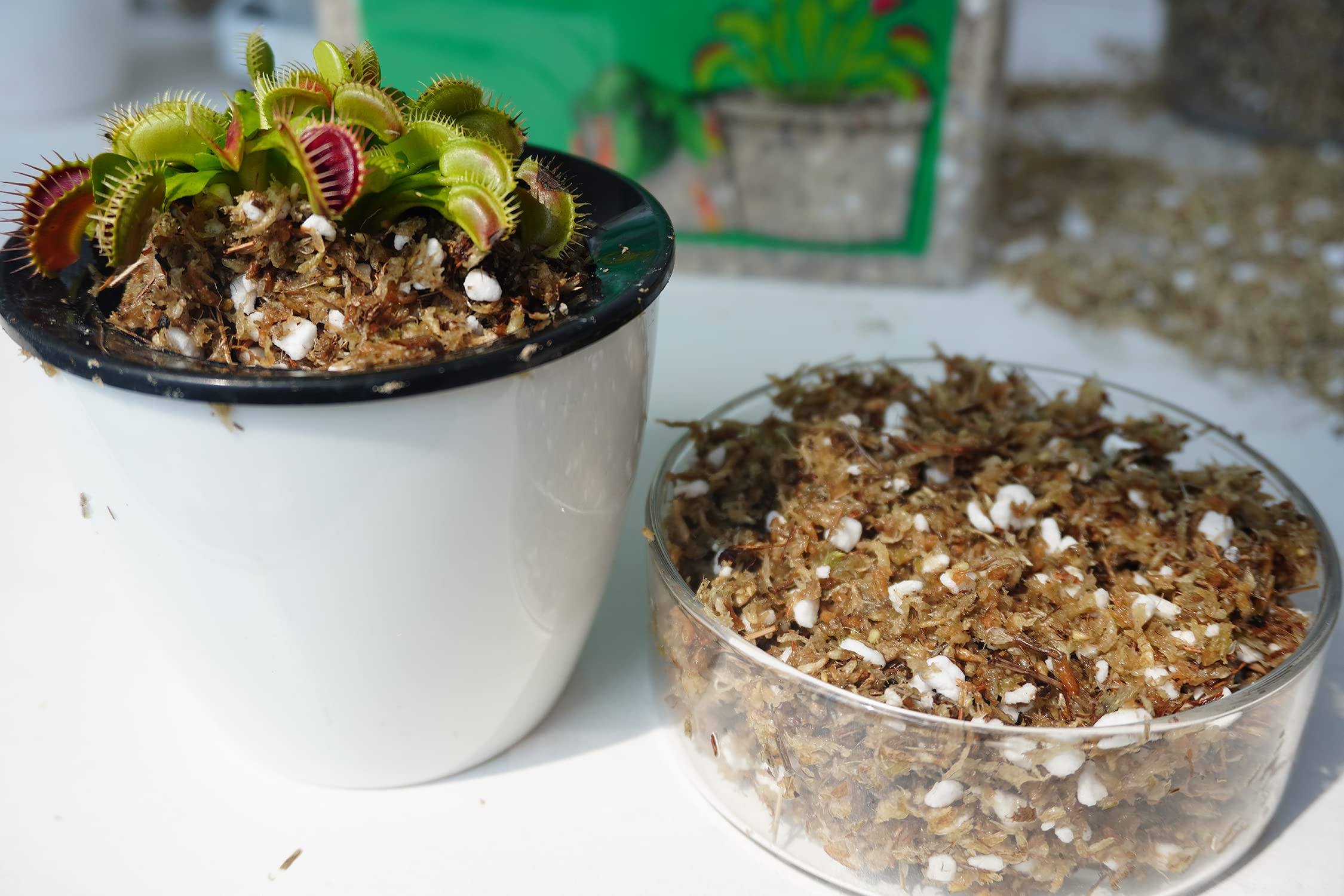Kapecute Venus Flytrap potting setup with Kapecute soil mix