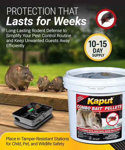 Kaput pest control results visible inside a home after treatment.