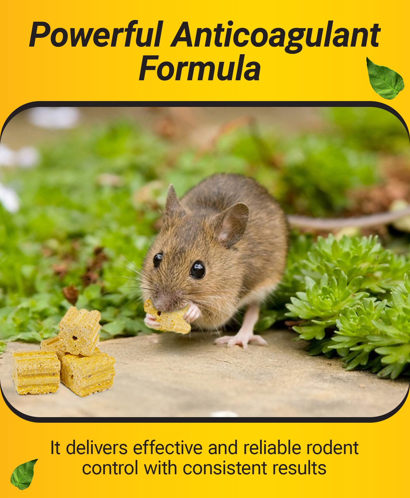 Kaput Warfarin Mouse Blocks closeup highlighting slow-feeding design for rodents