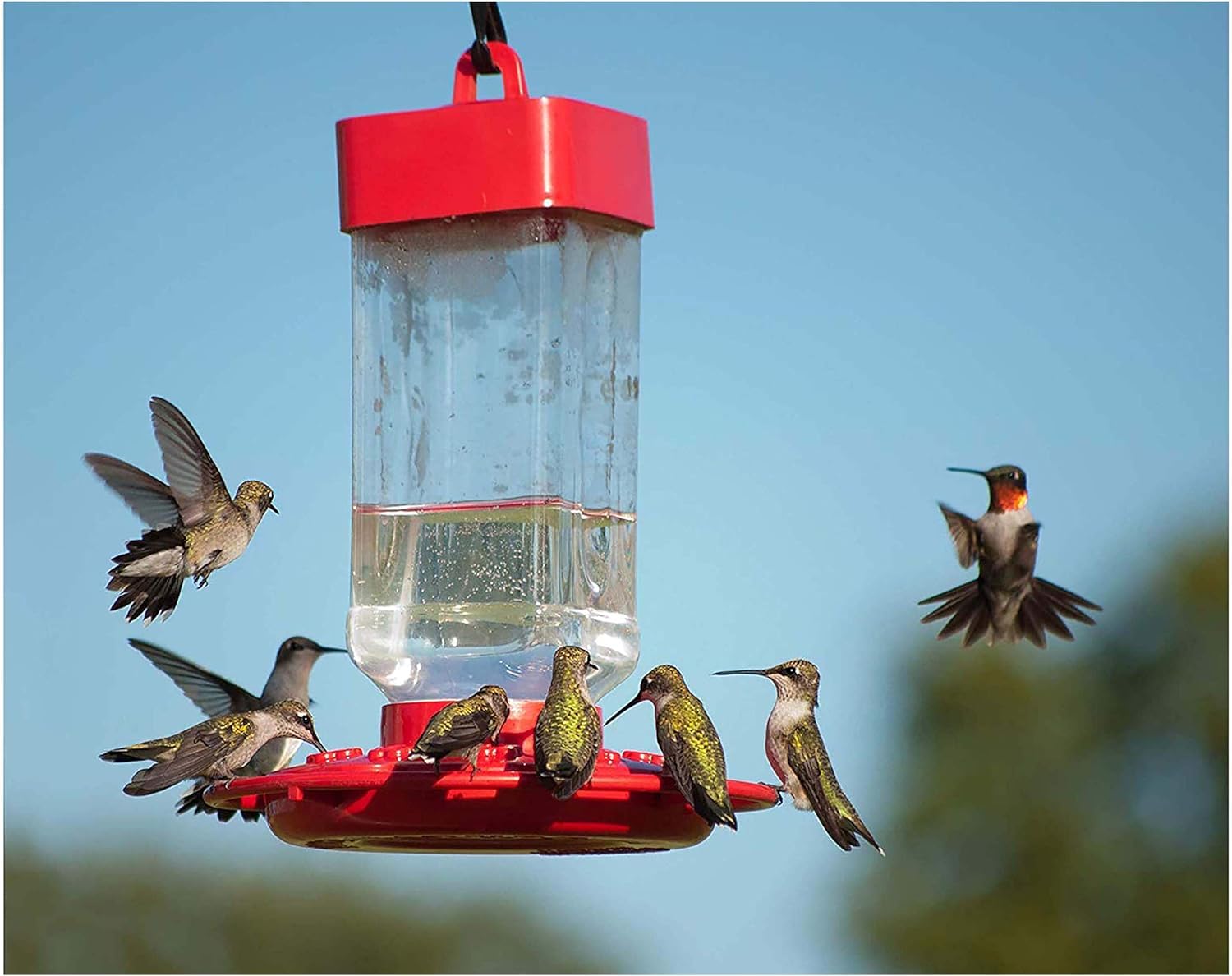 Kaytee 2-pack 64oz nectar display for season-long hummingbird visits