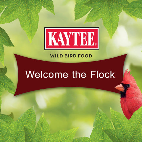 Cardinals feeding in a sunny yard featuring Kaytee Cardinal Seed Cake.