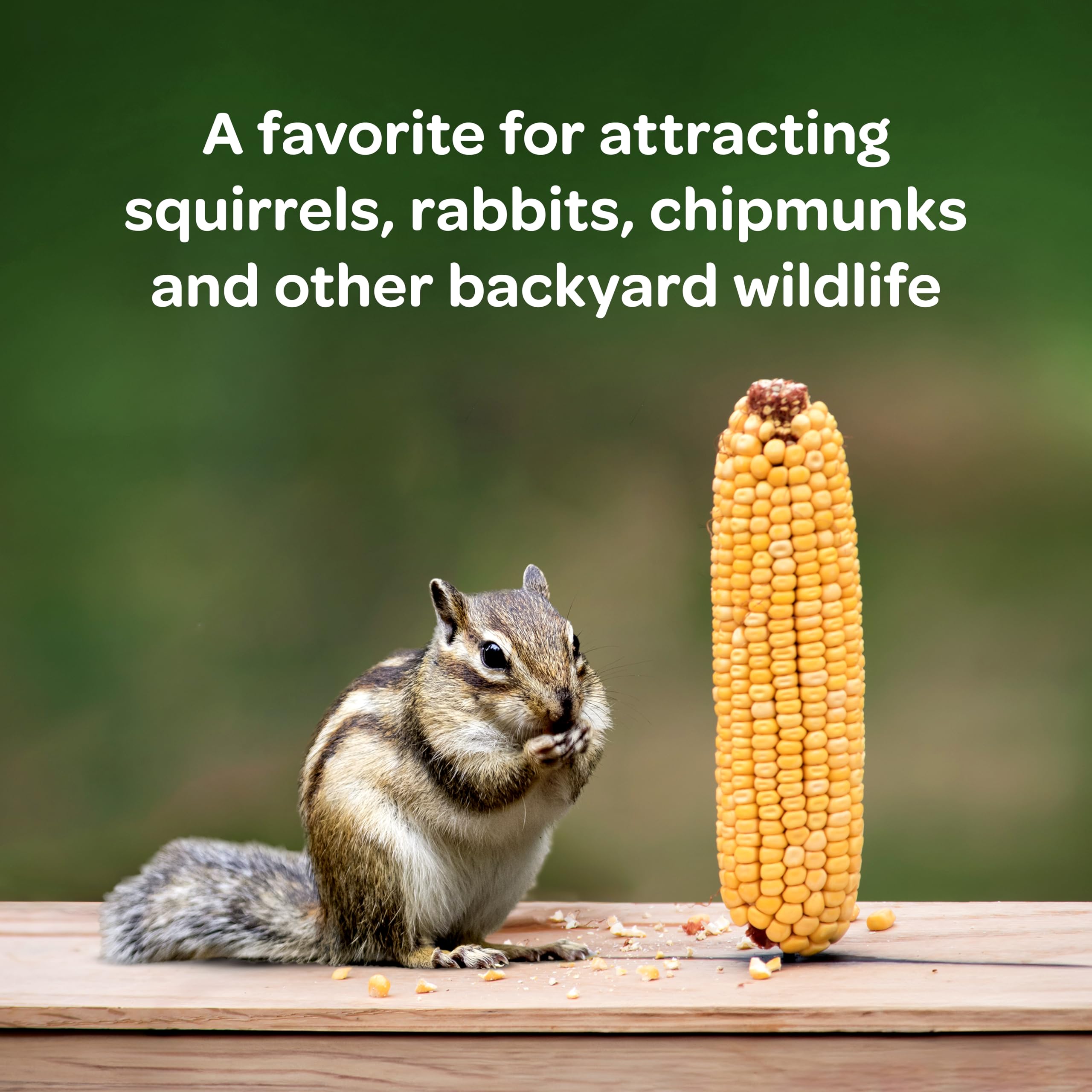 Kaytee Corn on the Cob whole cobs displayed for backyard wildlife feeding.