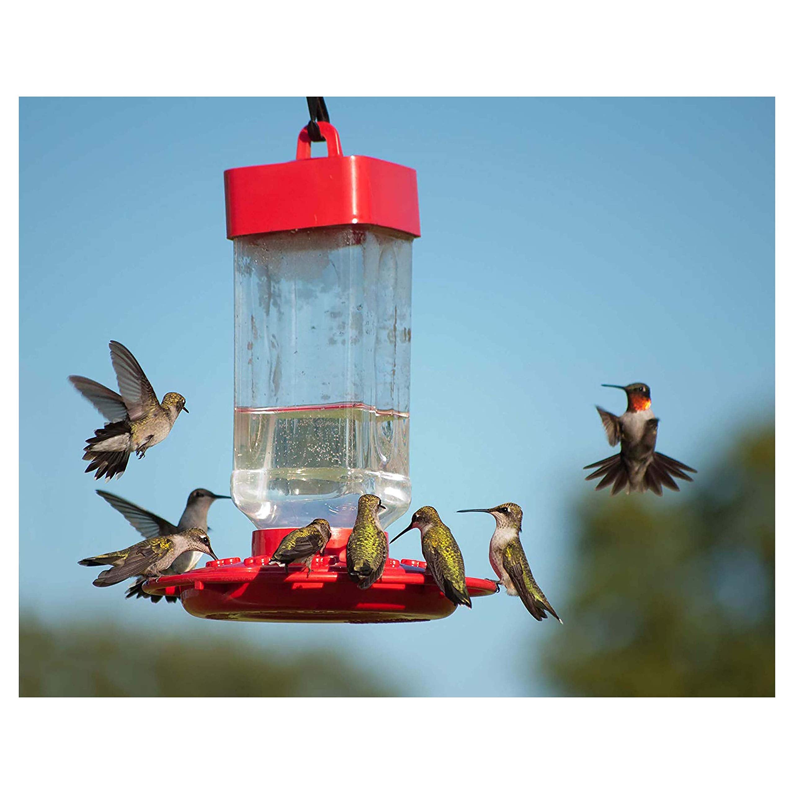 Kaytee Electronectar feeder ready-to-fill with ready-to-use nectar.