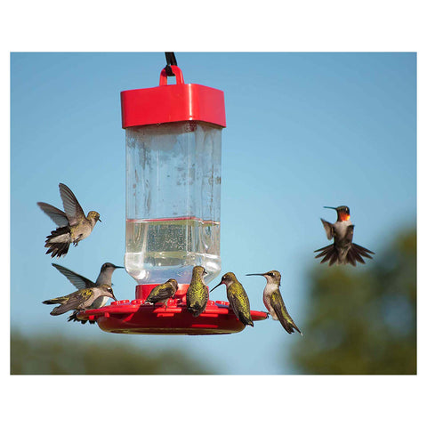 Kaytee Electronectar feeder ready-to-fill with ready-to-use nectar.