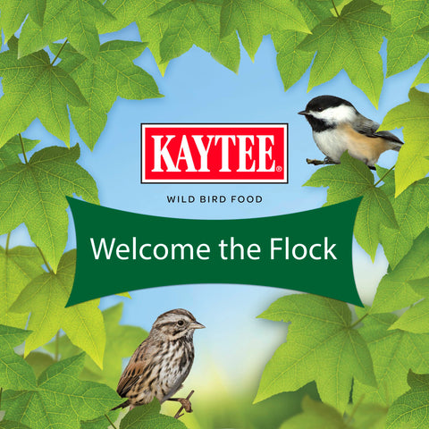 Kaytee Essentials Blend drawing woodpeckers to a high-visibility feeding area