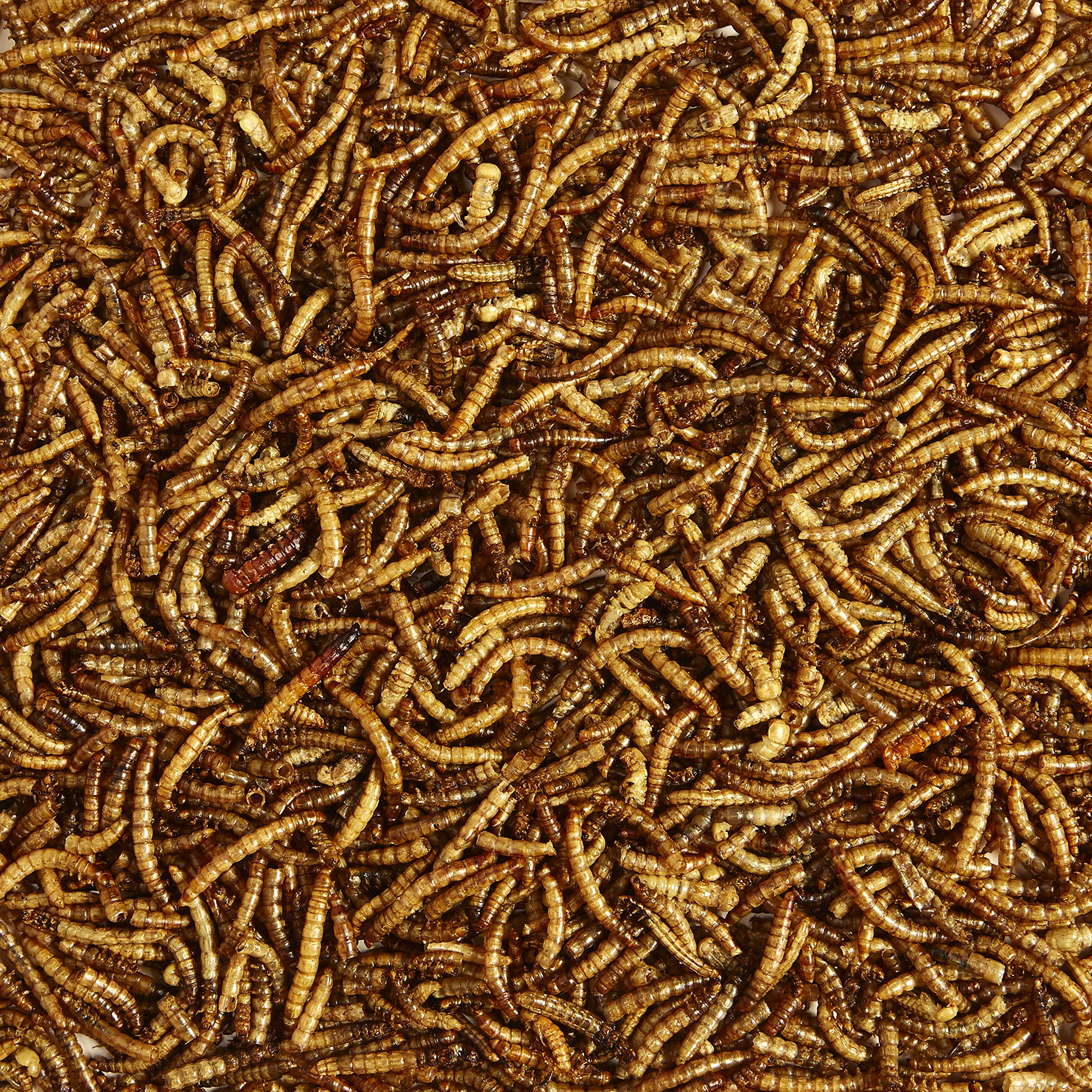 Kaytee Meal Worm Wild Bird Food in feeder attracting bluebirds.