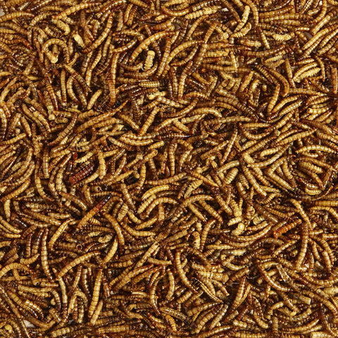 Kaytee Meal Worm Wild Bird Food in feeder attracting bluebirds.