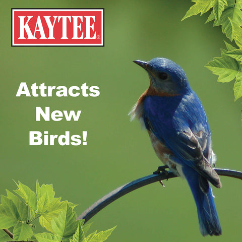 Kaytee mealworms in a feeder entice bluebirds and robins.