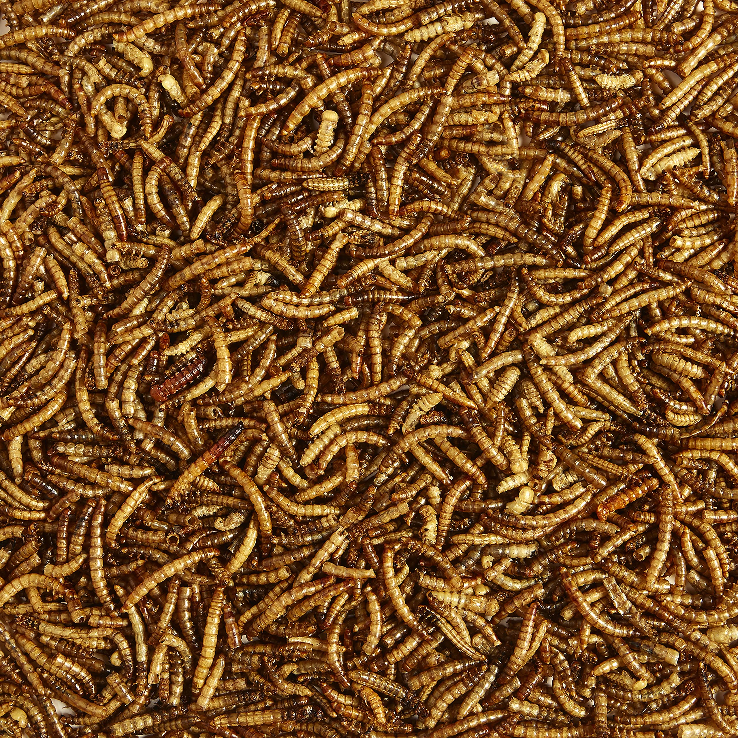 Kaytee mealworms oven-dried for best quality, ideal for insect-eating birds.
