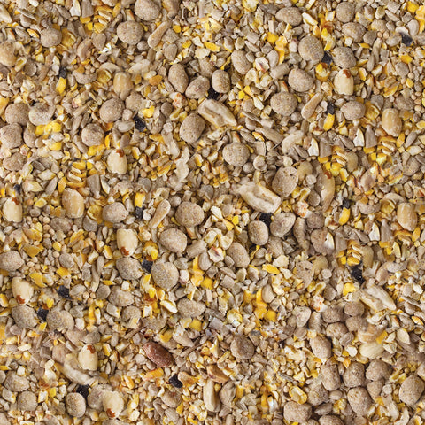 Kaytee No Mess seed and suet nuggets attract backyard songbirds