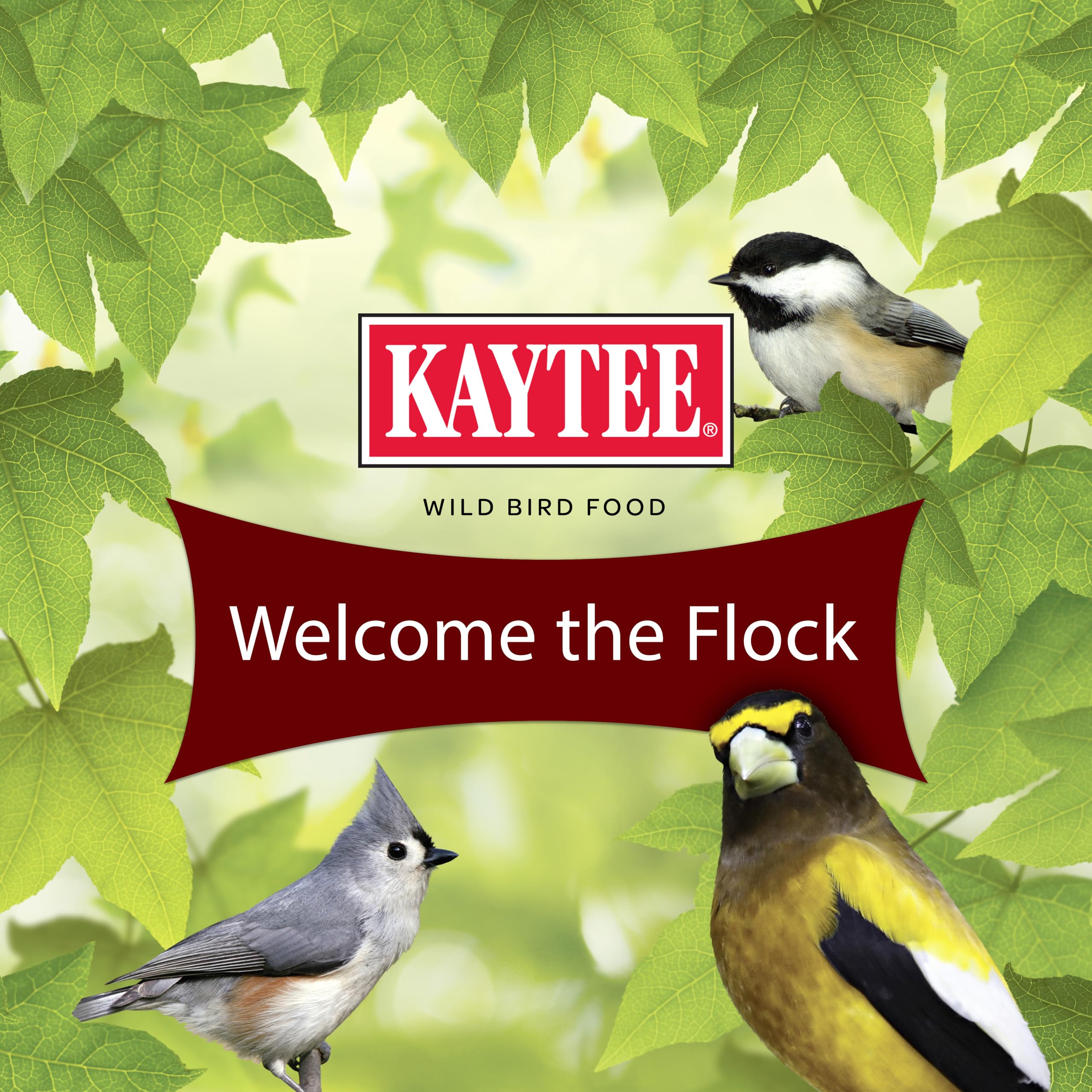 Kaytee Songbird Blend Indigo Buntings attracted by nutrient-rich mix