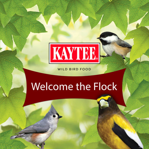 Kaytee Songbird Blend Indigo Buntings attracted by nutrient-rich mix