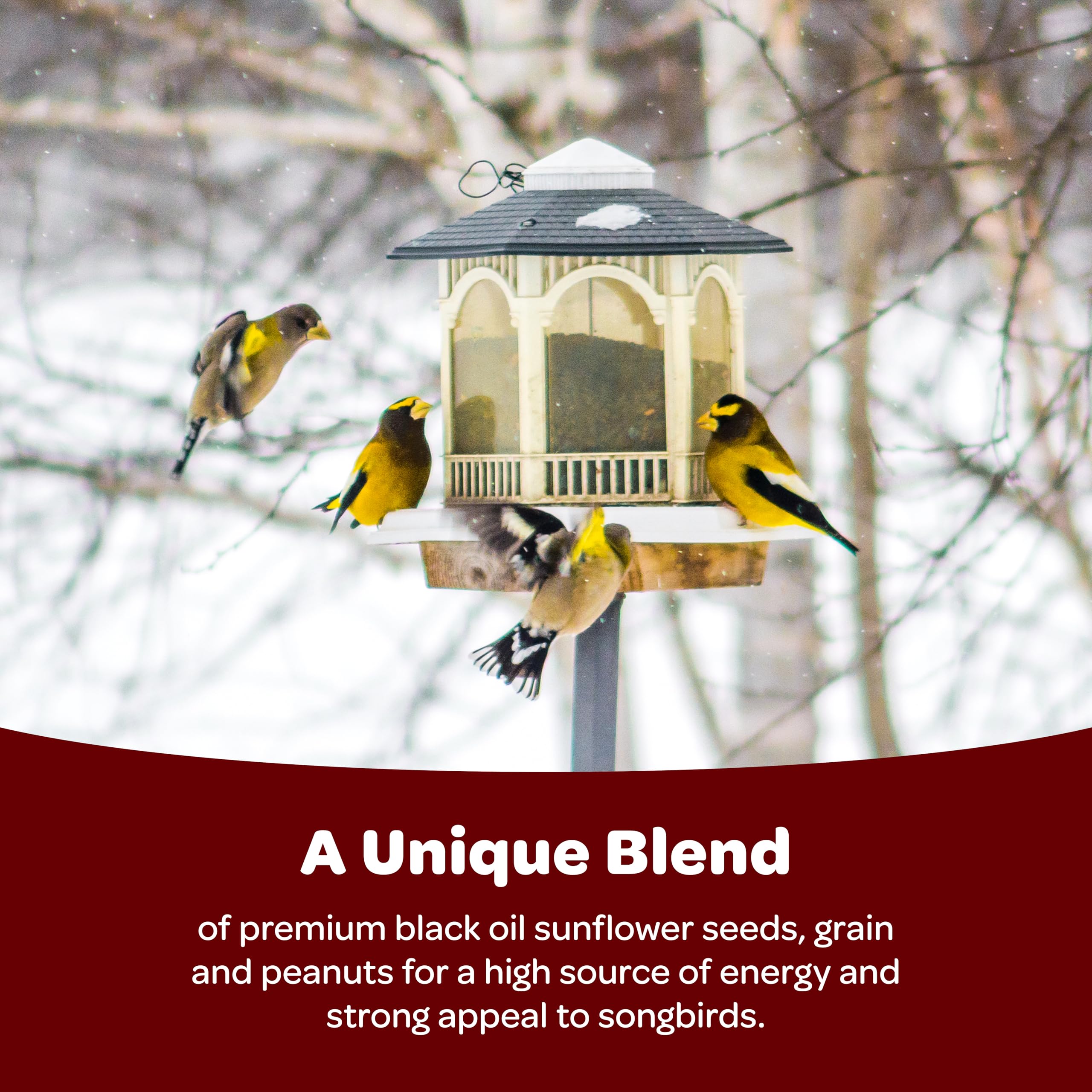 Kaytee Songbird Blend seeds close-up showing texture and variety