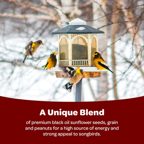 Kaytee Songbird Blend seeds close-up showing texture and variety