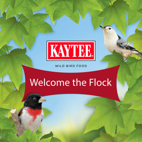 Birds landing on a feeder with Kaytee Western Regional Blend