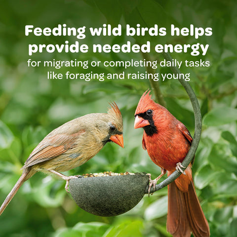 Backyard birds feeding on Kaytee regional blend in a display