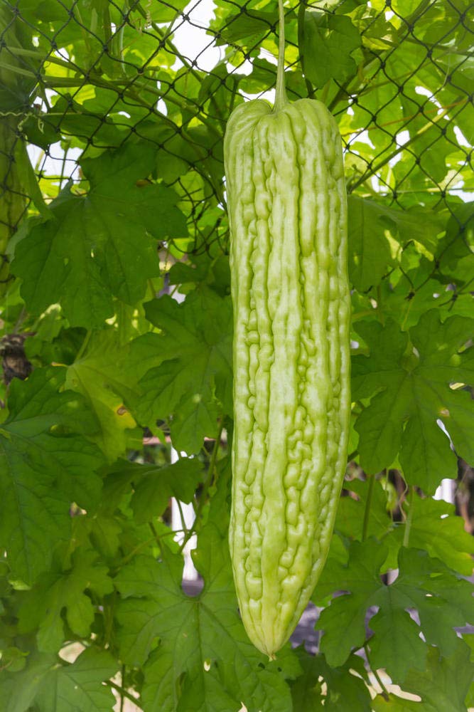 KCT Garden ampalaya harvest-ready gourds to flavor meals.