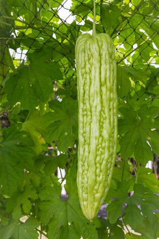 KCT Garden ampalaya harvest-ready gourds to flavor meals.