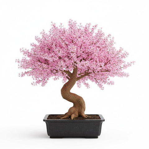 KCT GARDEN Bonsai seed close-up showing quality and texture