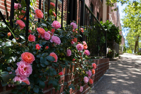 KCT GARDEN easy-cultivation climbing rose seeds ideal for beginners.