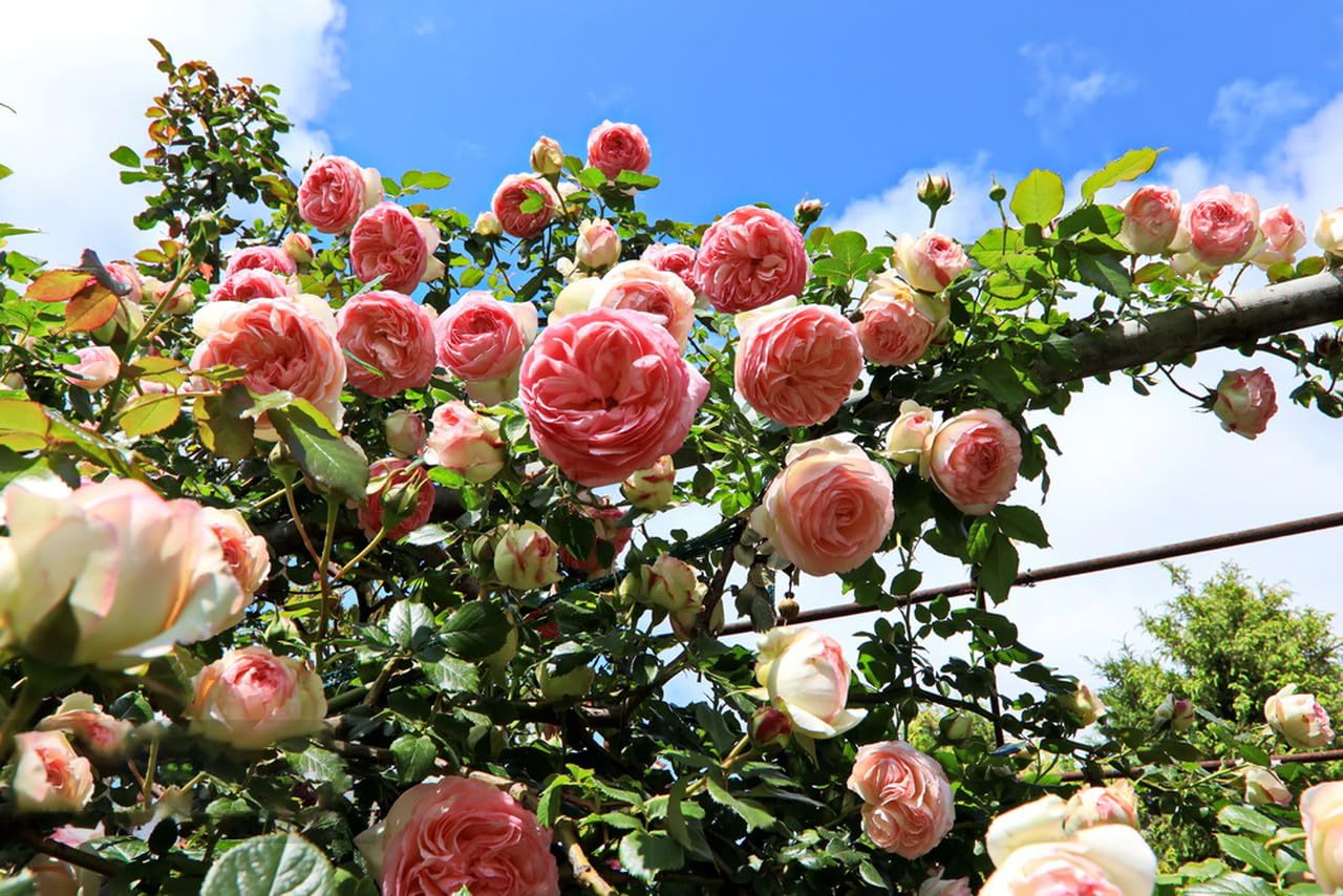 KCT GARDEN climbing rose seeds with long-blooming potential for year-round beauty.