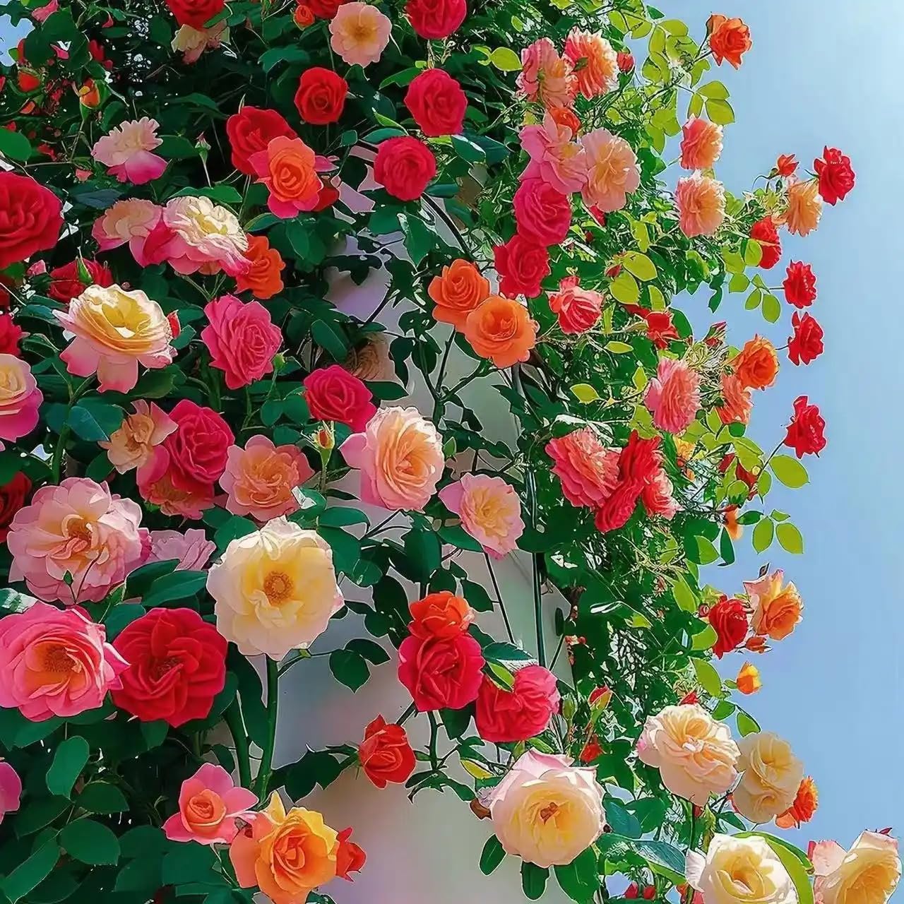 KCT GARDEN climbing rose vines six to twelve feet tall on a trellis