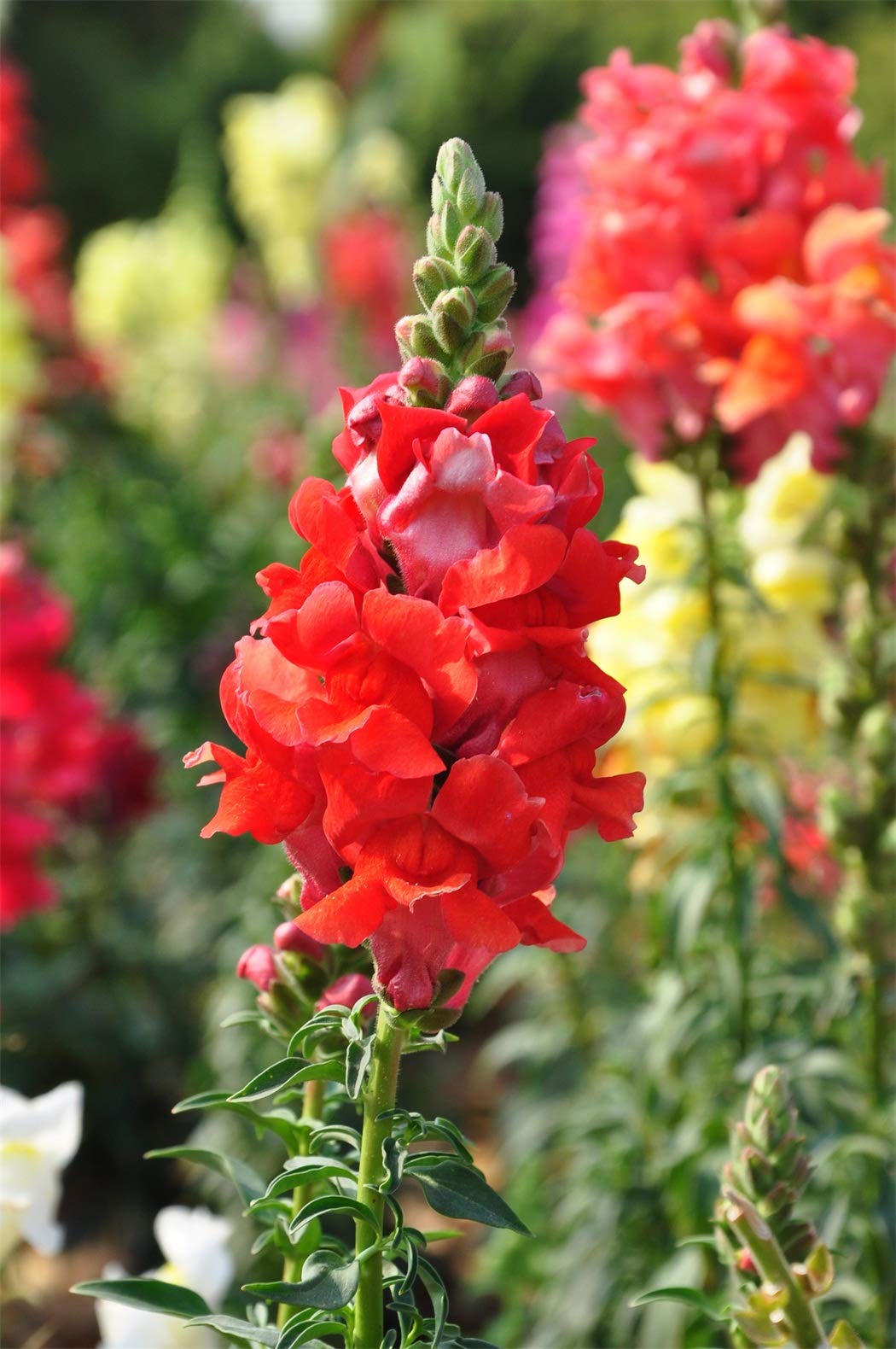 KCT GARDEN Deadheading snapdragons promotes rebloom and extended color.