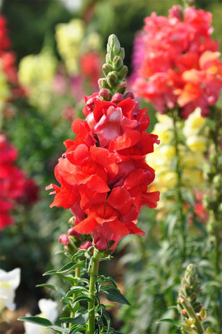 KCT GARDEN Deadheading snapdragons promotes rebloom and extended color.