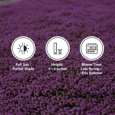 KCT GARDEN deer-resistant creeping thyme ideal for borders
