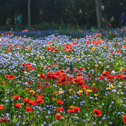 KCT GARDEN drought-tolerant wildflowers – low-maintenance options for water-conscious beds.