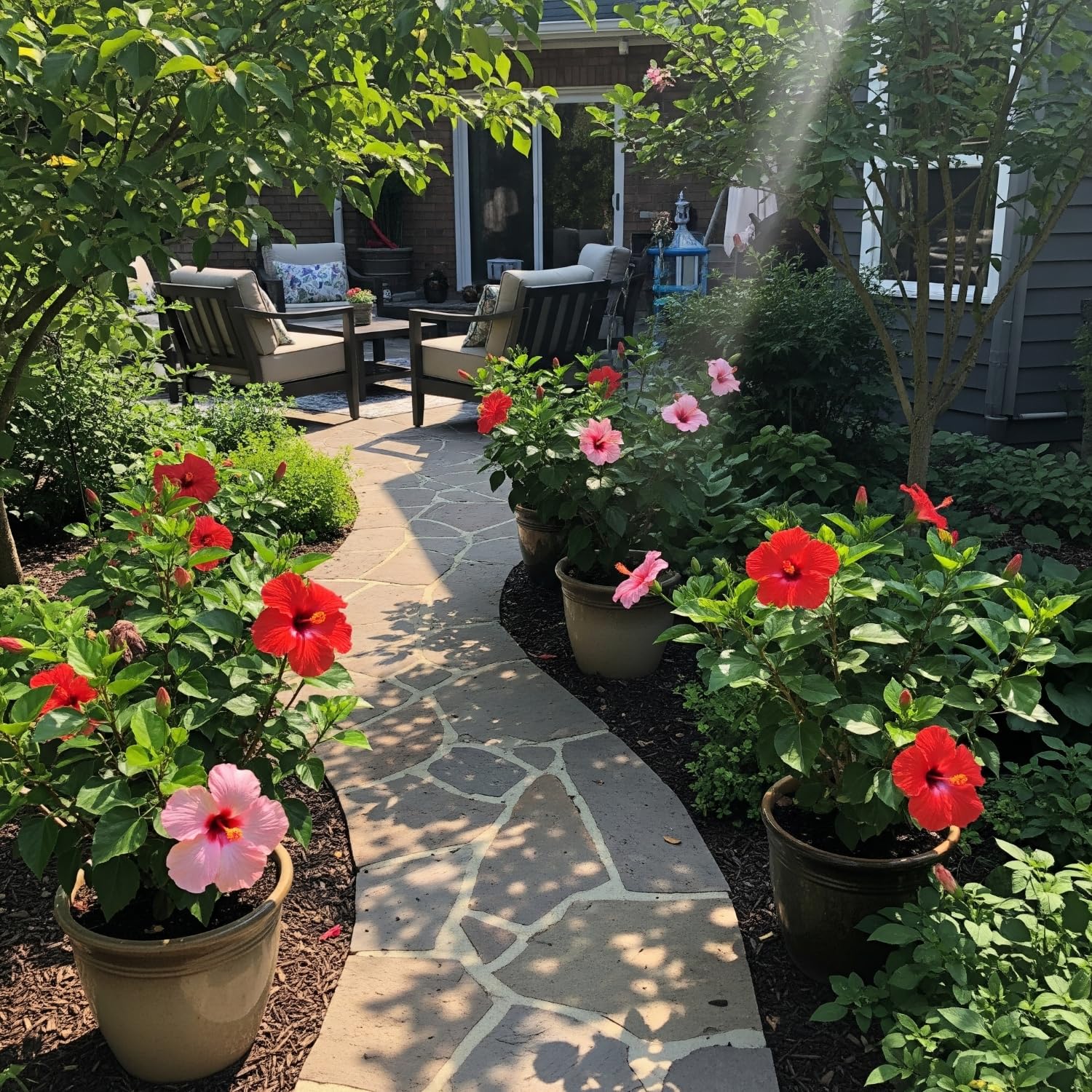 KCT GARDEN hibiscus seeds easy care for beginners with striking foliage