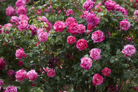 KCT GARDEN easy planting guide for confident setup