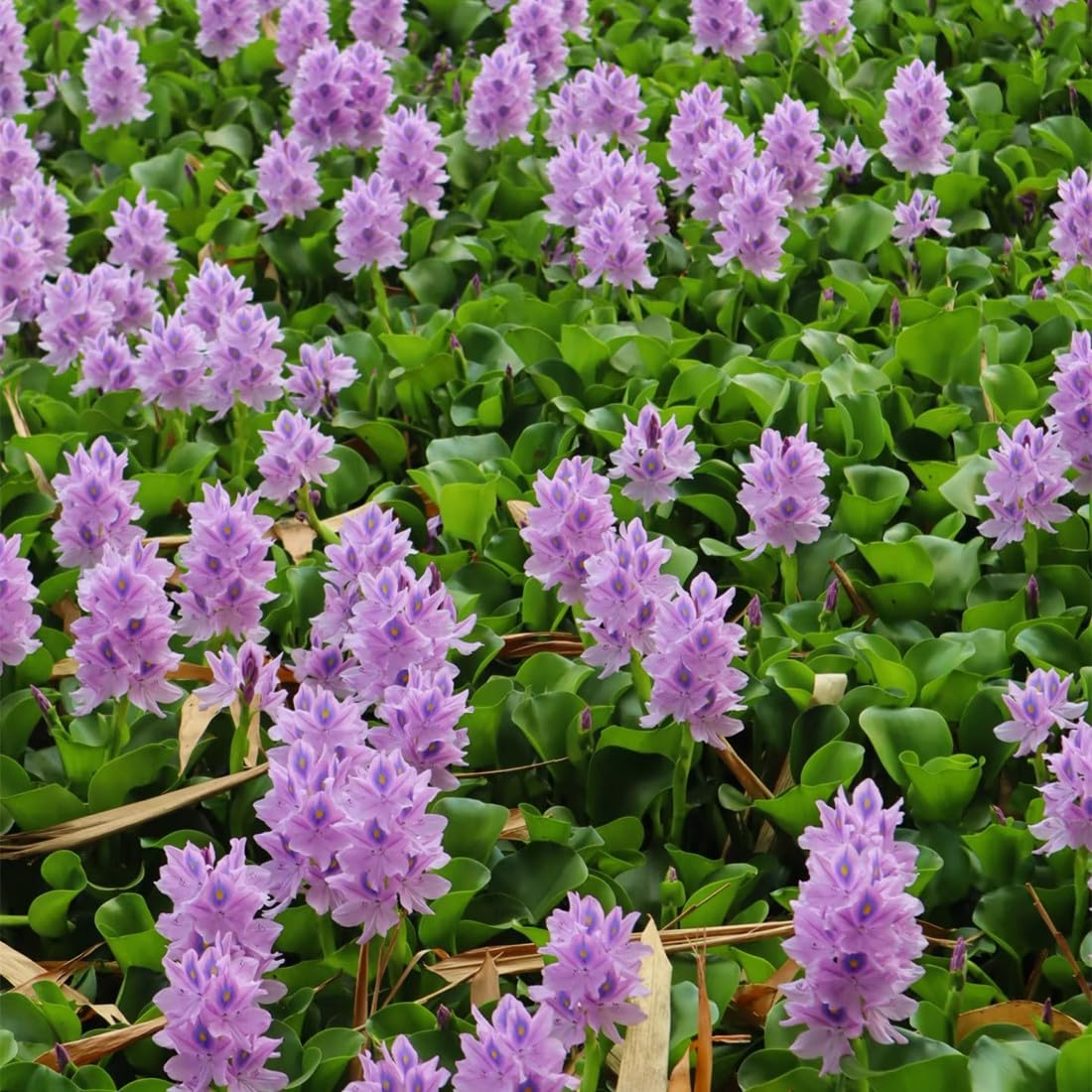 Floating water hyacinth seedlings on pond surface