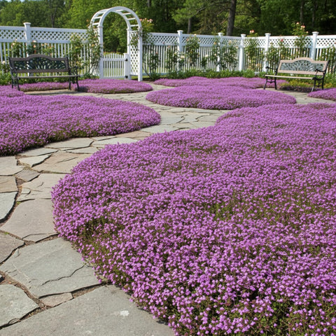 KCT GARDEN fragrant creeping thyme ground cover along a stone walkway