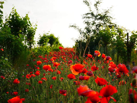 KCT GARDEN garden border wildflowers – creates a natural, year-round display along paths.