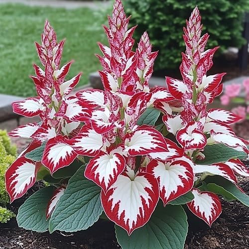 KCT Garden hosta seeds germinate in 14-21 days for beginners.