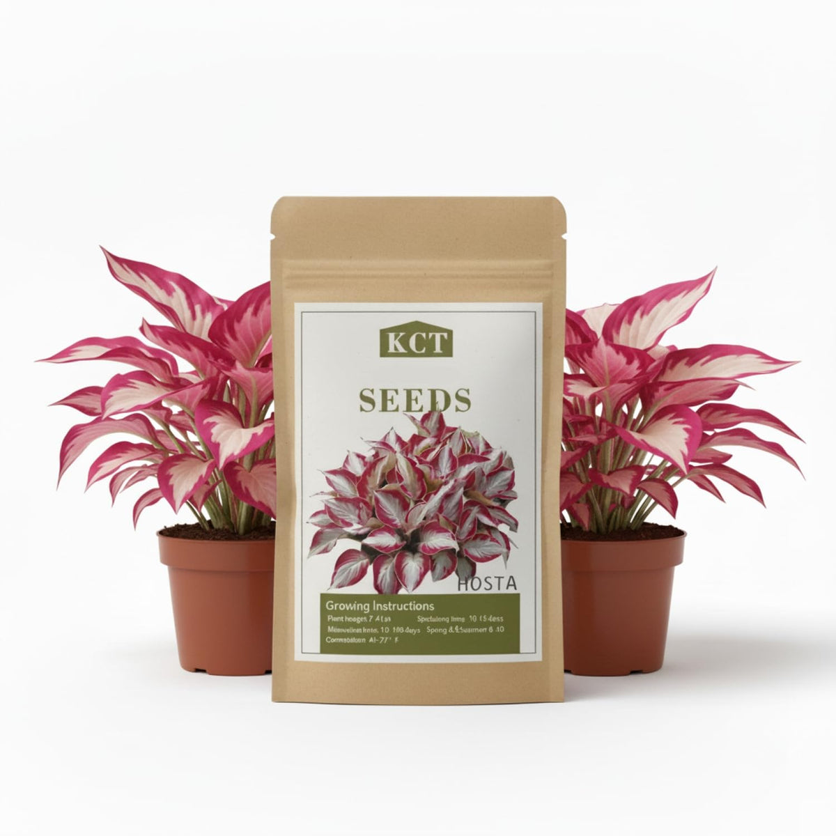 KCT Garden hosta seeds in blue varieties for vibrant shade garden foliage.