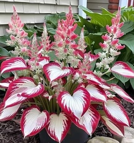 KCT Garden hosta seeds eco-friendly choice for sustainable gardening.