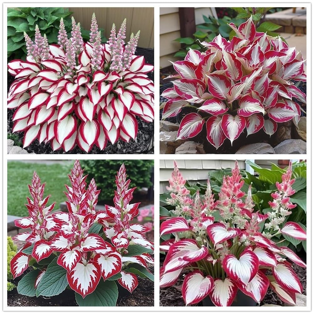 KCT Garden hosta seeds thrive in shaded beds with low maintenance.