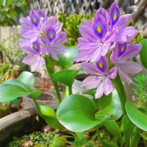 Koi pond shaded by water hyacinth plants