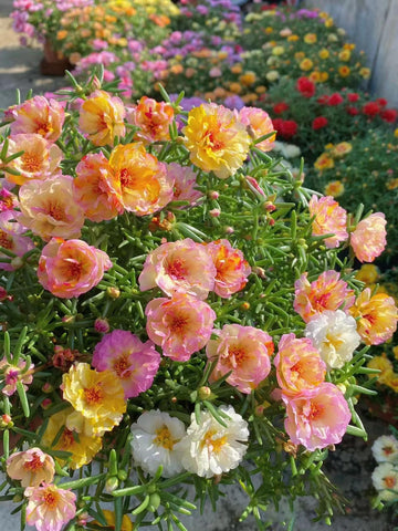KCT GARDEN Moss Rose seeds ideal for beginner-friendly outdoor planting.